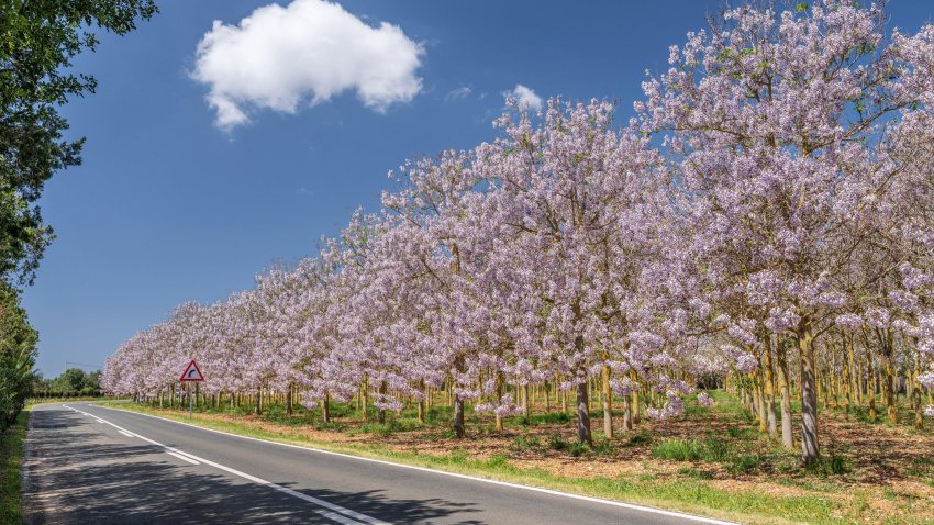 Plantación de paulownia en flor, Paulownia tomentosa, camino militar 'cami militar', Campos, Mallorca