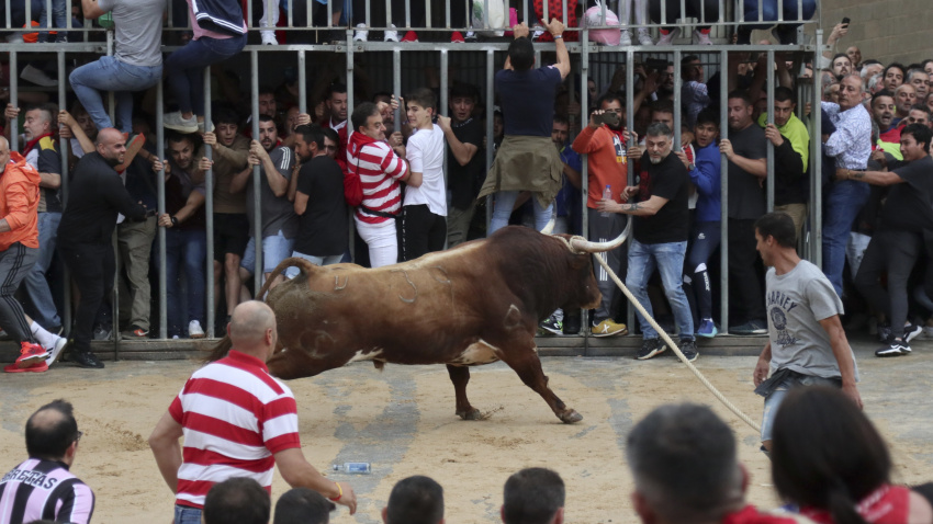 Celebración del Toro Enmaromado por las calles de Benavente (Zamora)