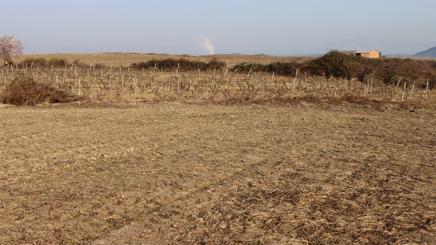 Los daños en la viña comenzarán a notarse próximamente