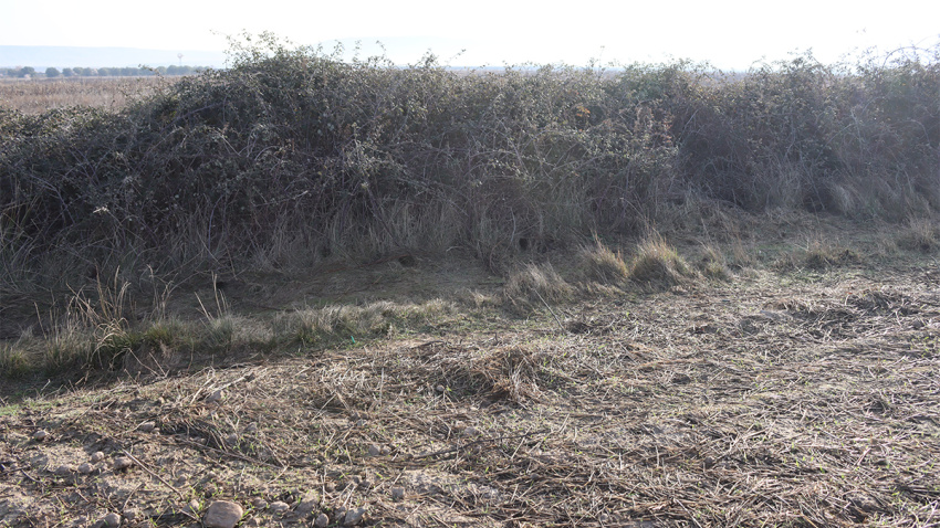 Matorrales donde se cobijan los conejos