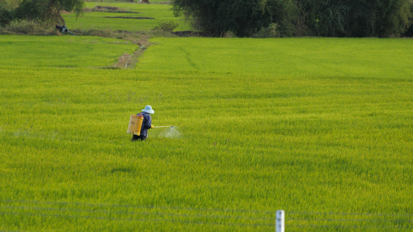 Hombre regando campos, agricultura en China