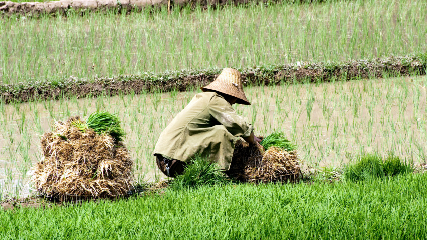 Agricultor en un campo de arroz en China