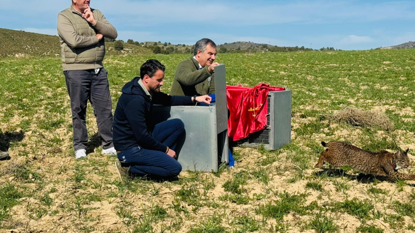 Momento de la apertura de la caja de uno de los linces ibéricos