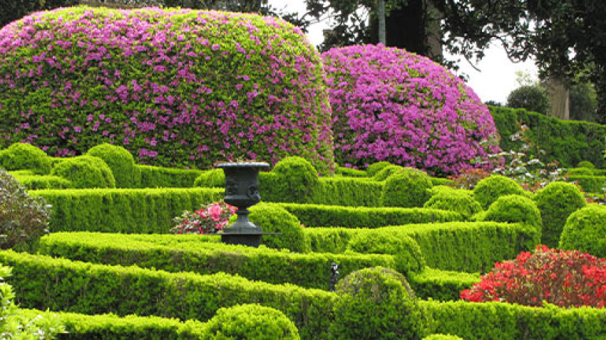 La Ruta de las Camelias de Renfe es una de las más solicitadas en Galicia