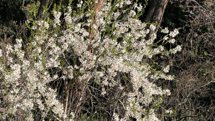 Almendros en flor