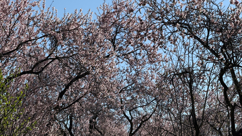 Almendros en flor