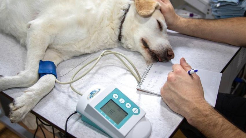 Ante cualquier sospecha de leishmaniosis, lo más acertado es acudir a tu veterinario