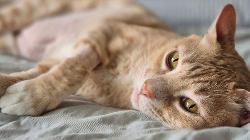 Marlon, el gato por el que su dueña, Rocío, ha iniciado una campaña de 'crowdfunding'