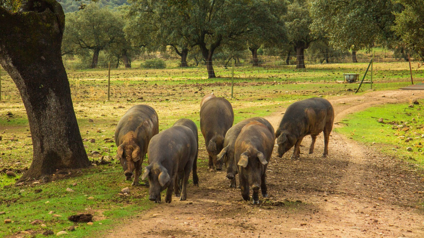Cerdo ibérico en la dehesa