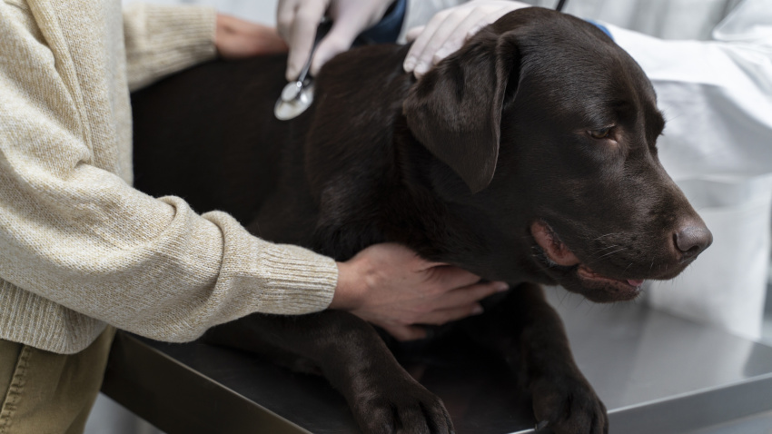 (Foto de ARCHIVO)Asistencia a perroREMITIDA / HANDOUT por ICOVVFotografía remitida a medios de comunicación exclusivamente para ilustrar la noticia a la que hace referencia la imagen, y citando la procedencia de la imagen en la firma20/12/2021