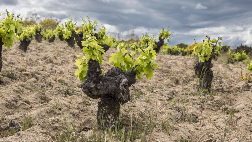 El sector del vino en Castilla y León estalla contra la burocracia y lanza en COPE sus peticiones en clave electoral: "Nos está comiendo"