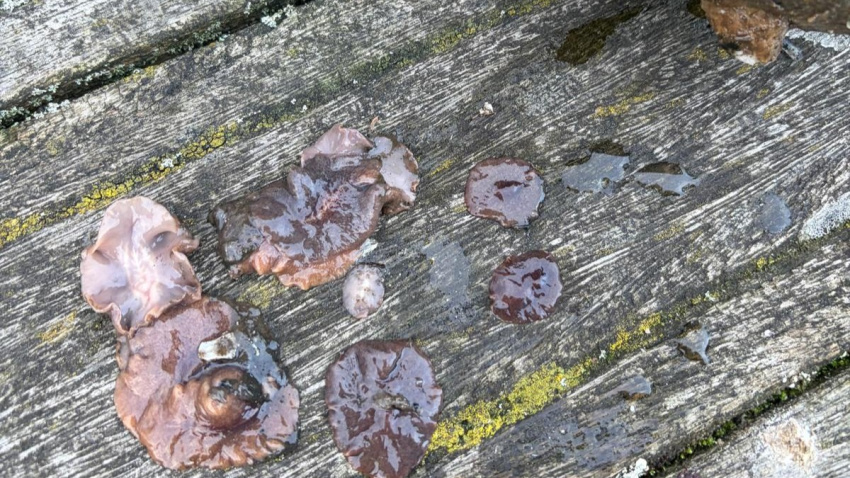 Los puntos negros que se pueden ver sobre el suelo, son individuos de gusano retirados por los investigadores durante un muestreo