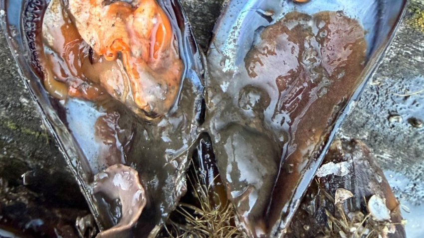 Una imagen de un mejillón extraído en un muestreo y afectado por el gusano que se investiga