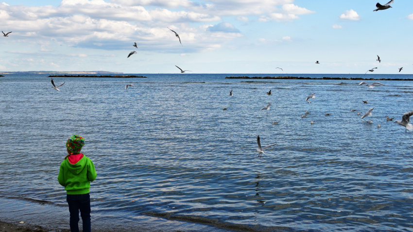 Un niño mirando el mar frente a una bandada de gaviotas en Larnaca, Chipre