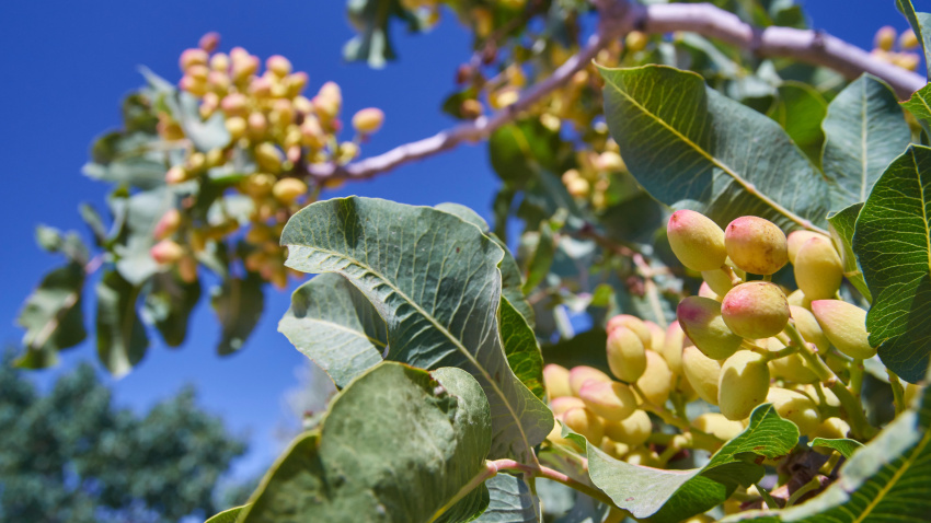 Árbol de pistacia vera con el fruto, el pistacho