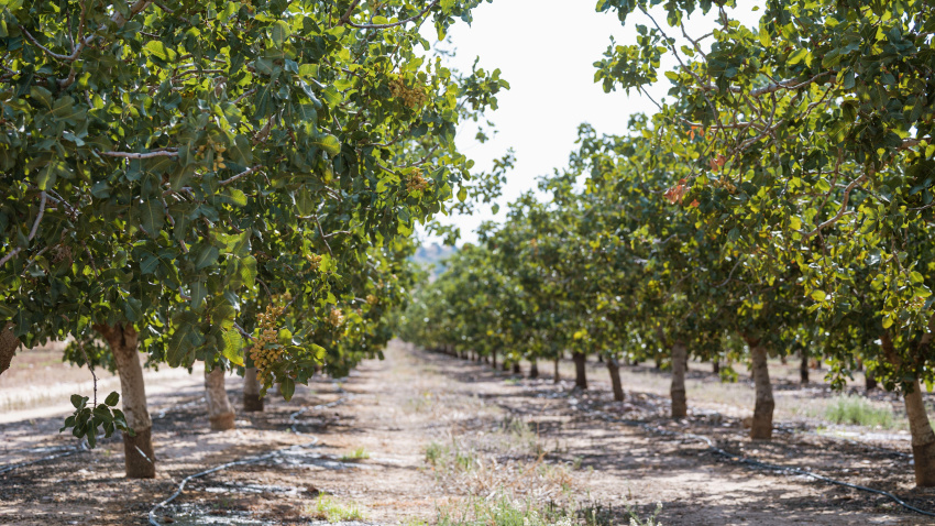 Esta vibrante imagen captura un exuberante huerto de pistachos que se extiende a lo lejos en Castilla La Mancha, España.