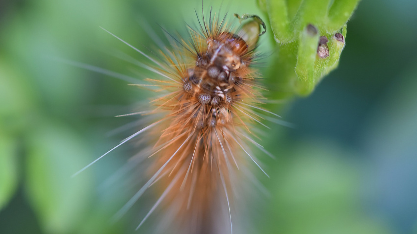 Alfred López ha explicado que el significado original de chungo en caló era, simplemente, feo.