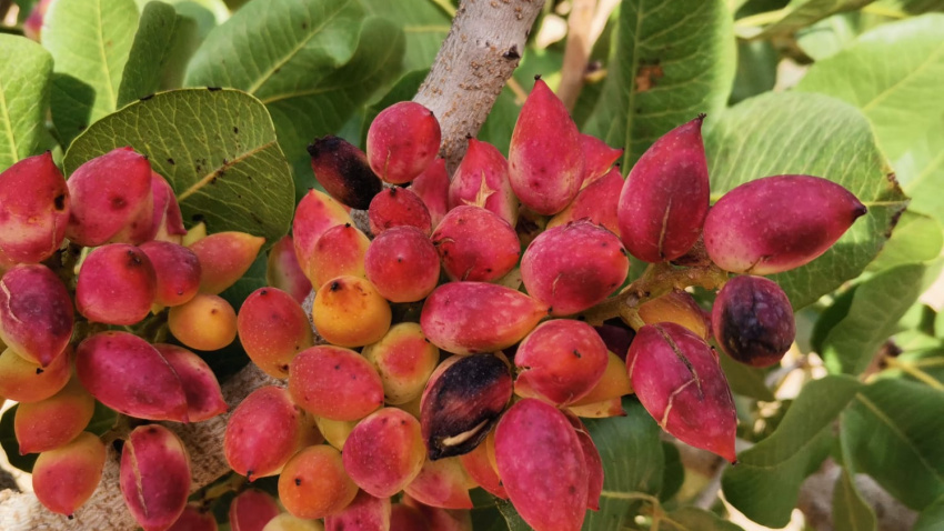 El cultivo resiste muy bien temperaturas extremas