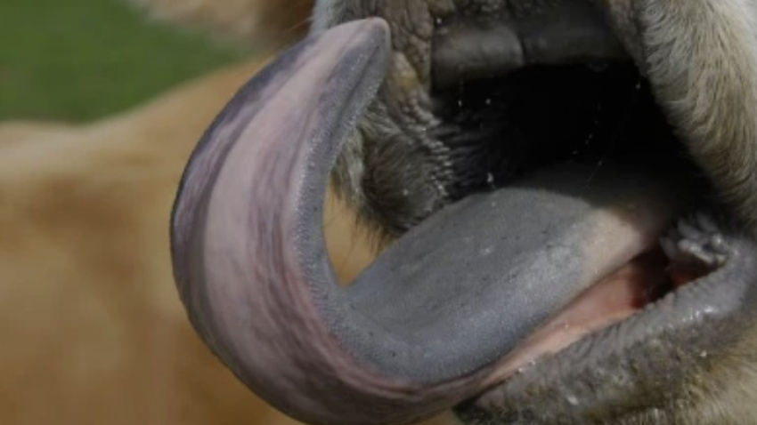 La cianosis progresiva de lengua de los animales afectados da nombre a esta enfermedad