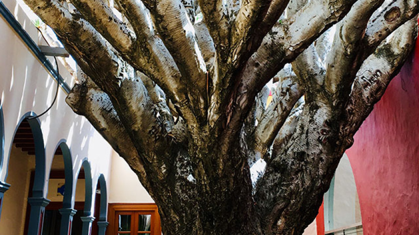 Drago Ayuntameinto de Gáldar