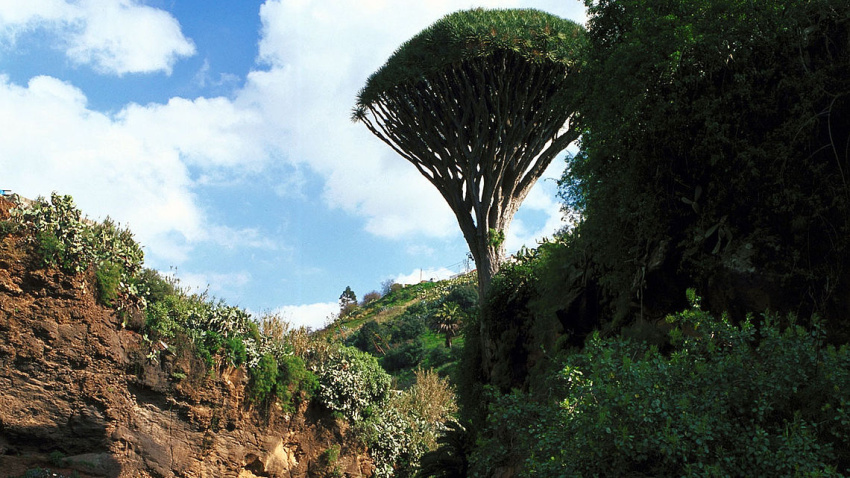Drago de Pino Santo,  en el Barranco Alonso en Gran Canaria