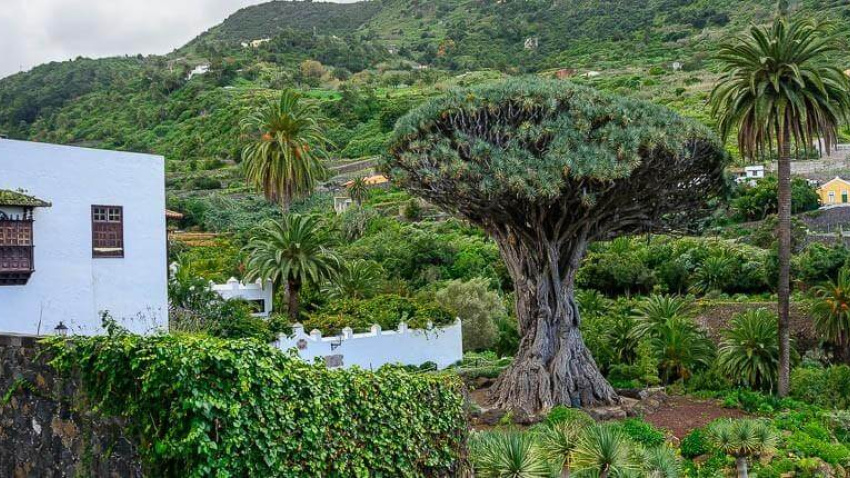 Drago Milenario Icod de Los Vinos
