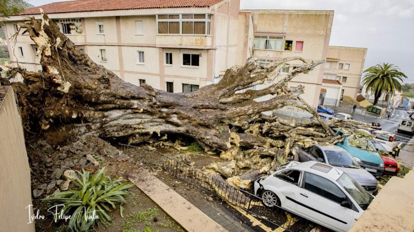Drogo centeneraio de Los Realejos