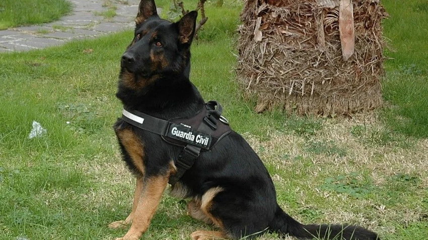 donald-U54611243364xEu-1200x630@diario_abc