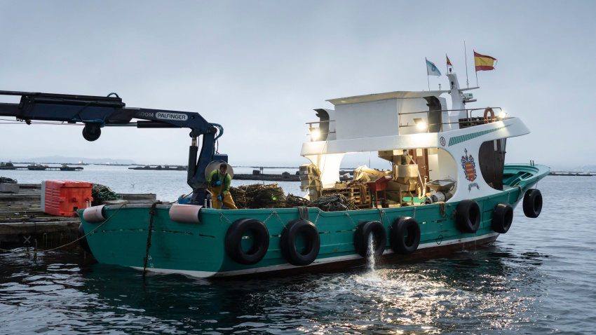 Un pescador recoge mejillones en una batea de mejillones en la Ría de Arousa, en Vilanova de Arousa, Galicia
