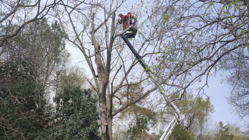 toPodas en los árboles del parque de Los Pinos en Plasencia