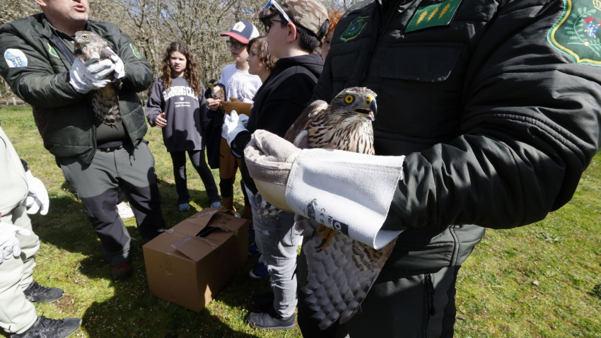 Las dos aves fueron tratadas en el centro de recuperación de la fauna salvaje de O Veral