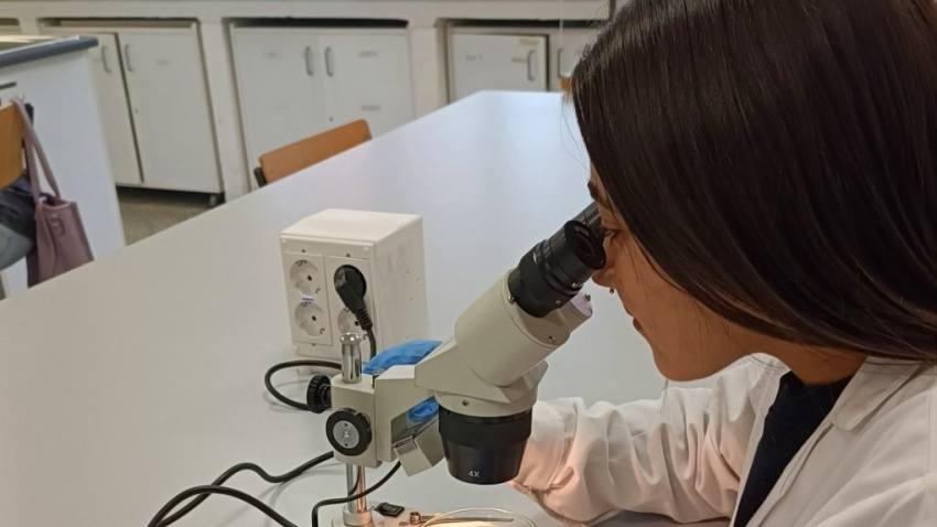 Identificando a los mosquitos capturados en el laboratorio con un microscopio