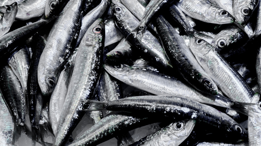Imagen de recurso de sardinas en el Mercado de la Boqueria