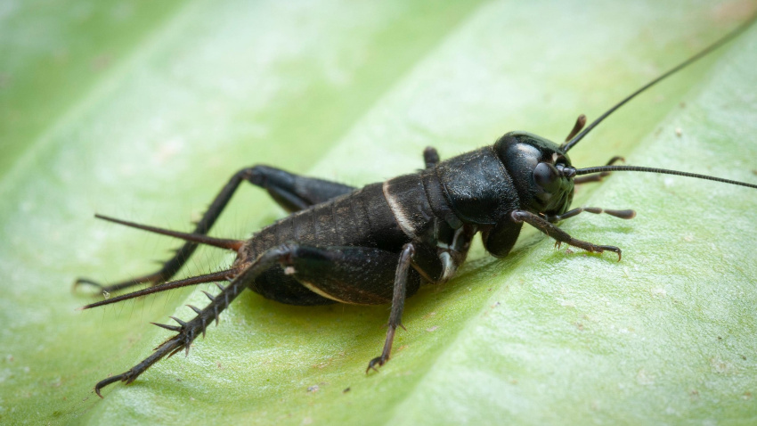 se basa en una observación real. "La frecuencia de los chirridos de los grillos aumenta con el calor