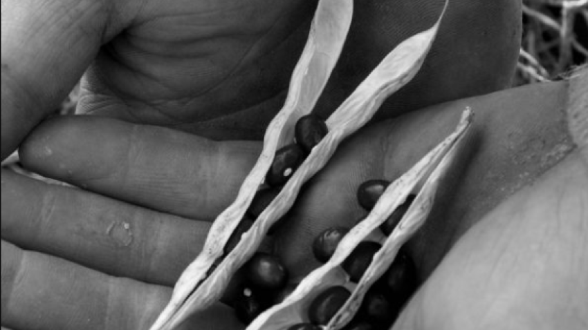 La alubia, un tesoro en el campo riojano