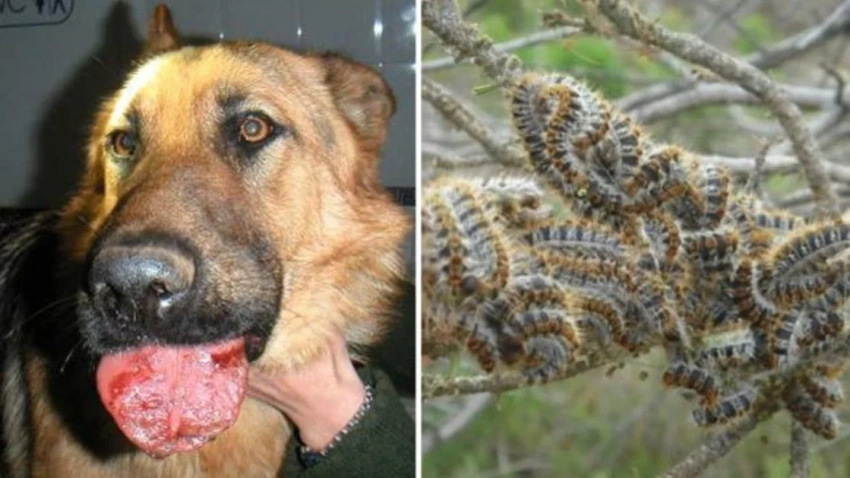 procesio-kszD--1200x630@abc