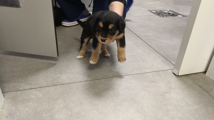 Ponferrada (León) se moviliza para encontrar un hogar a ocho cachorros  abandonados