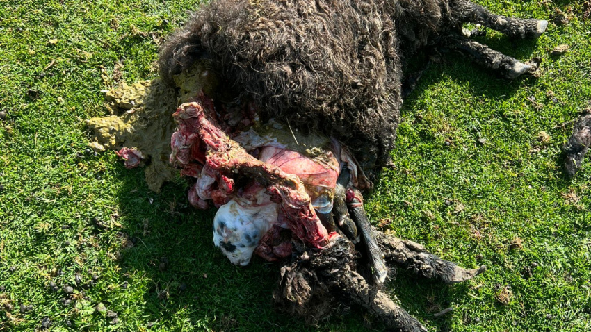 Los daños del ataque