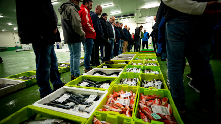 Subasta de pescado en Burela