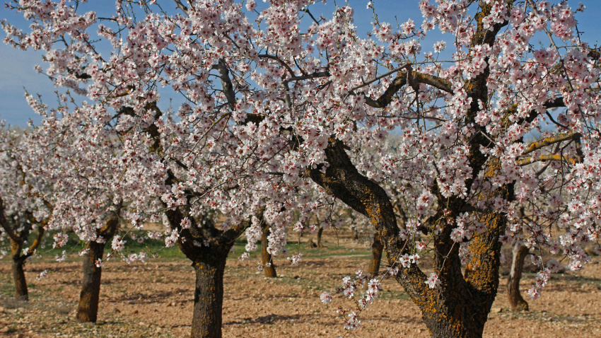 Imagen de recurso de varios almendros en flor en Lleida