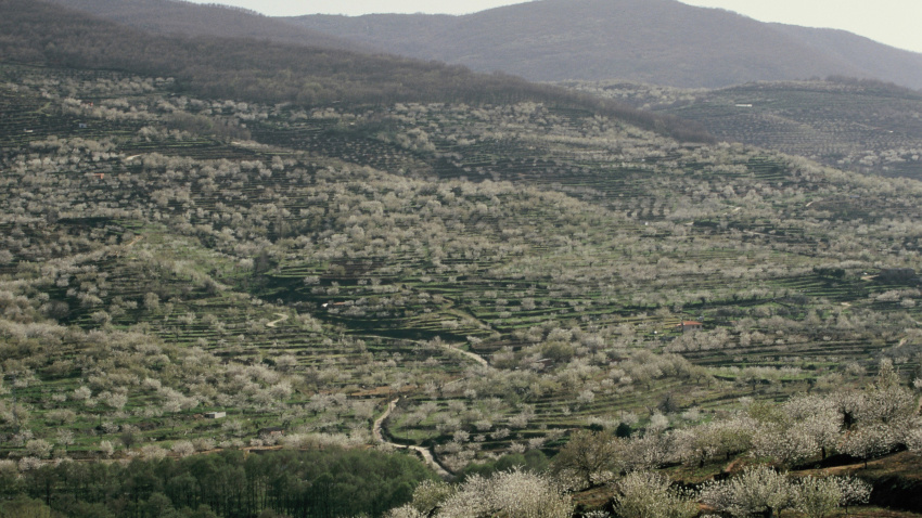 Valle de Jerte en plena floración