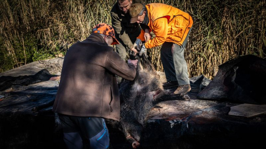 Cazadores trasladan un ejemplar infectado