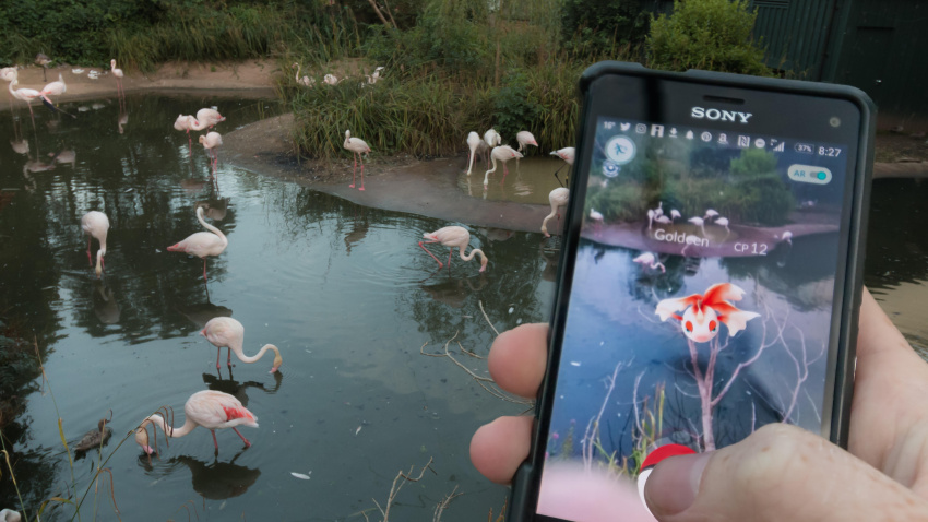 Imagen de recurso de una persona capturando un pokémon