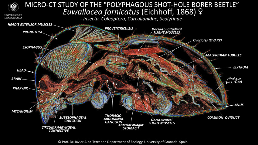 Desvelan los secretos del escarabajo que amenaza los aguacates de Granada
