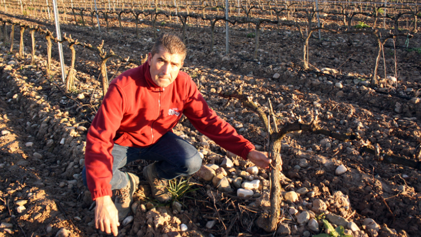 José Luis Pisón, viticultor de Murillo