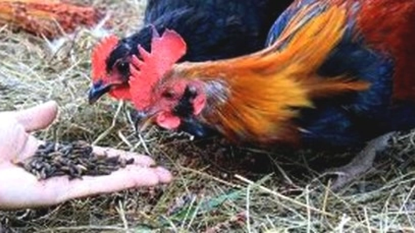 Gallinas comiendo harina de larvas de mosca negra
