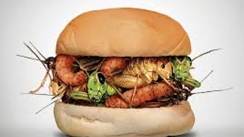 ¿ Comerías una hamburguesa de insectos?