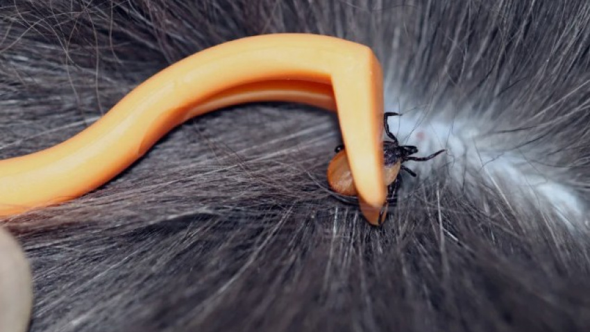 Existen pinzas especiales para quitar correctamente las garrapatas de los perros