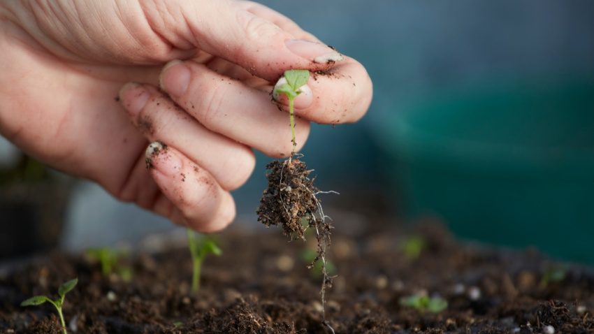 Betanzos y Cedeira acogerán también "bibliotecas de sementes" en sus centros de lectura