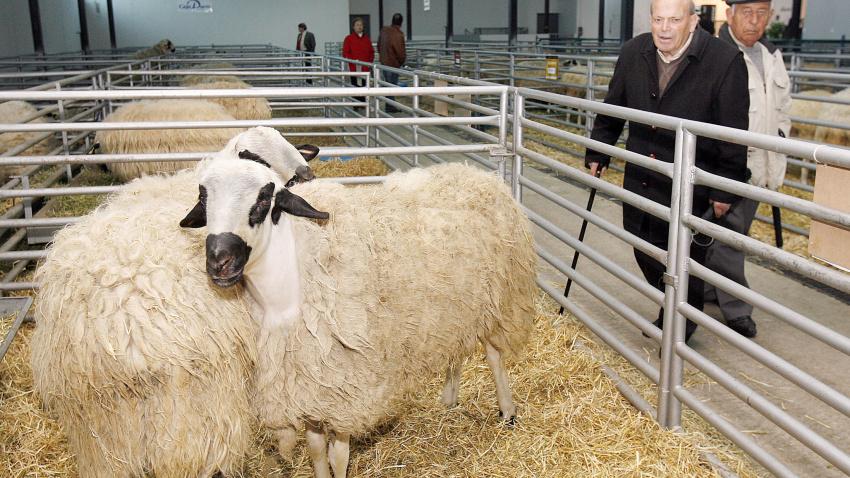 Feria organizada por Anche (Asociación nacional de criadores de ganado ovino selecto de raza Churra), que se desarrolla en el Mercado Comarcal de Allende el Río de Palencia